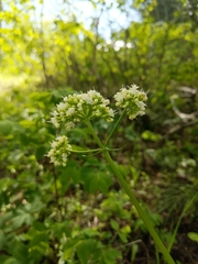 Valeriana occidentalis