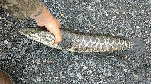 Northern Snakehead