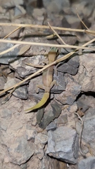 Latifi's Dwarf Gecko photo 3