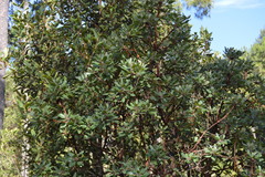 Arbutus tessellata