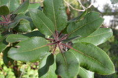 Arbutus tessellata