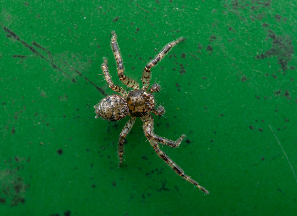 Philodamia variata