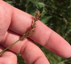 Carex muehlenbergii