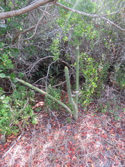 Harrisia aboriginum