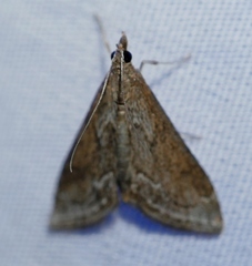 Pyrausta napaealis