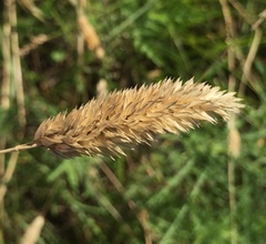 Phalaris caroliniana