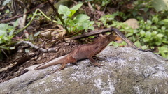 Anolis schiedii