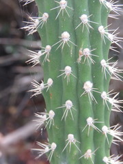 Harrisia aboriginum