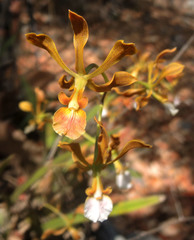 Encyclia huertae
