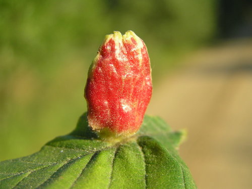 Colopha compressa