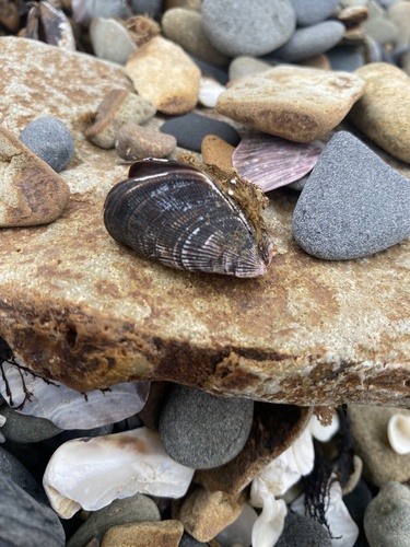 Japanese Bifurcate Mussel