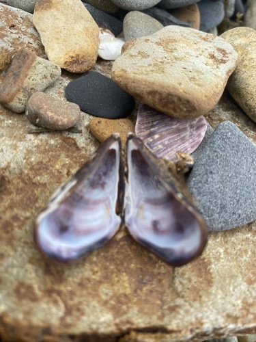 Japanese Bifurcate Mussel