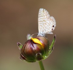 Leptotes marina