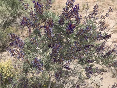 Psorothamnus arborescens
