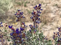 Psorothamnus arborescens
