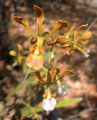 Encyclia huertae