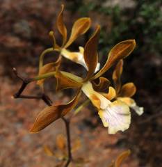 Encyclia huertae