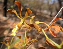 Encyclia huertae