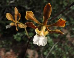 Encyclia huertae