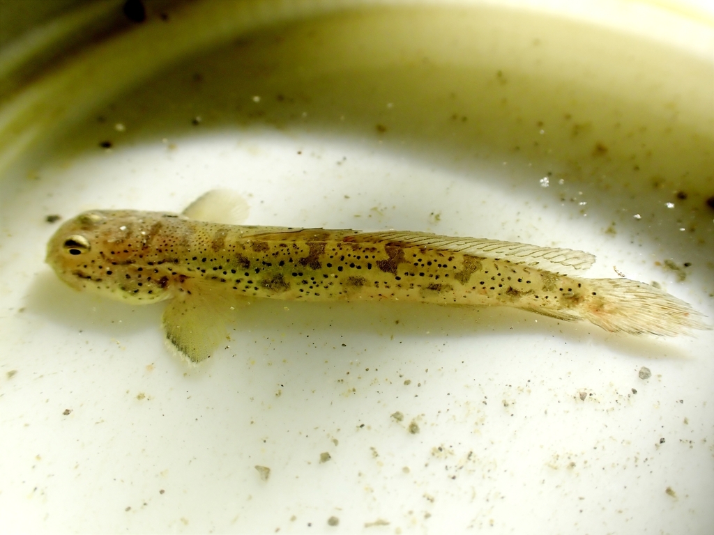 Peppered Mudskipper