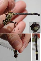 Dythemis nigra