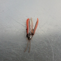 Omalisus fontisbellaquei