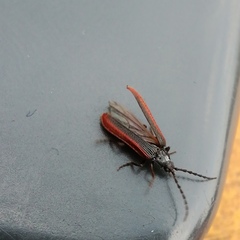 Omalisus fontisbellaquei