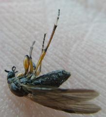 Bibio articulatus