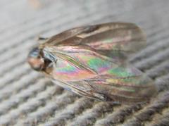 Bibio articulatus