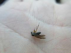 Bibio articulatus