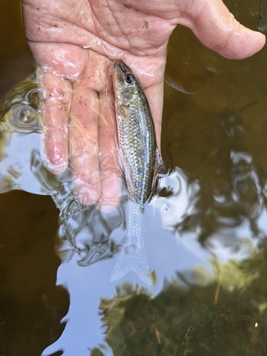 Siberian gudgeon (Gobio cynocephalus) — Cyprinidae — 4