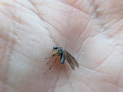 Bibio articulatus