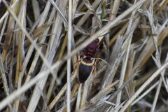 Euodynerus crypticus