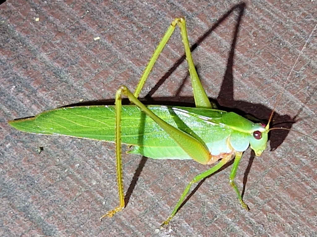 Liotrachela