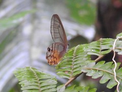 Haetera piera
