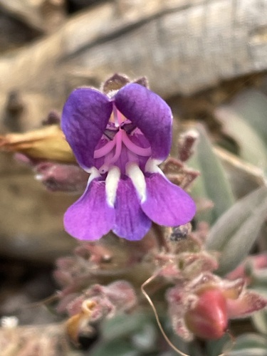 snow mountain beardtongue (Penstemon purpusii)