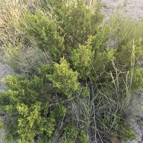 Image of Juniperus pinchotii by (c) Indio Brown, some rights reserved (CC BY)