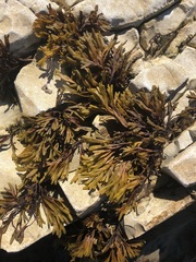 Pelvetiopsis limitata