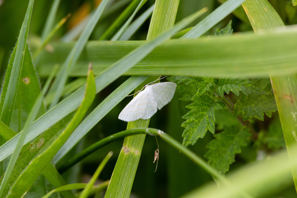 Scopula virginalis