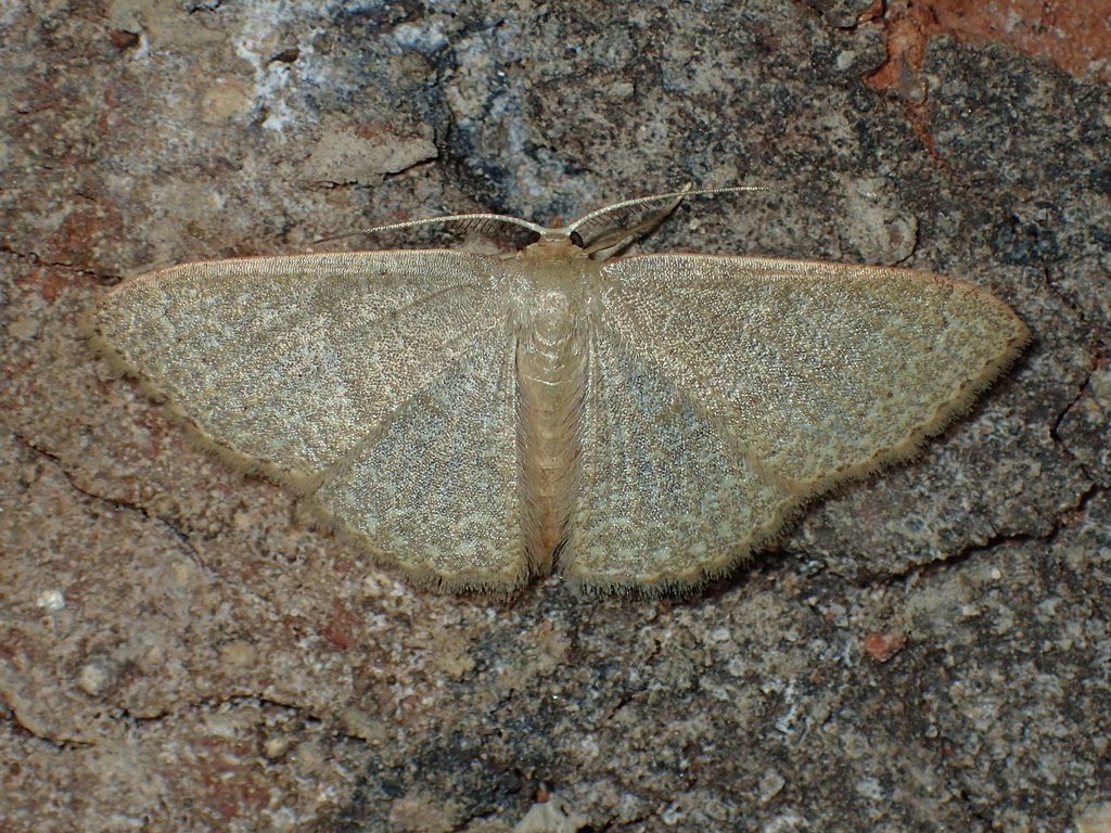 Common Tan Wave