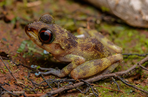 Forest Madagascar Frog, Gephyromantis silvanus