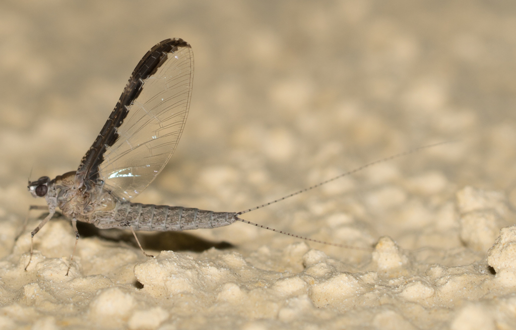 Callibaetis californicus