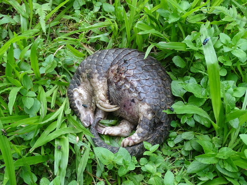 Short-tailed Pangolin (Manis pentadactyla)