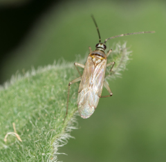 Engytatus modestus