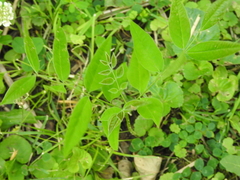 Gymnocladus dioicus