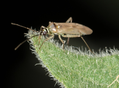 Engytatus modestus