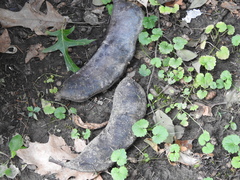 Gymnocladus dioicus