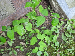 Gymnocladus dioicus