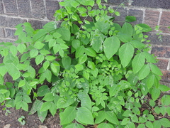 Gymnocladus dioicus