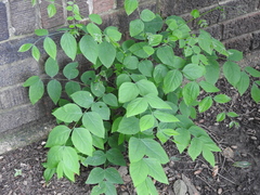 Gymnocladus dioicus